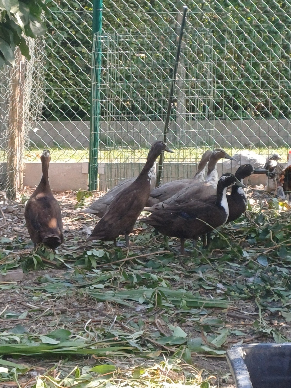 loopeenden, Plusieurs animaux, Canard