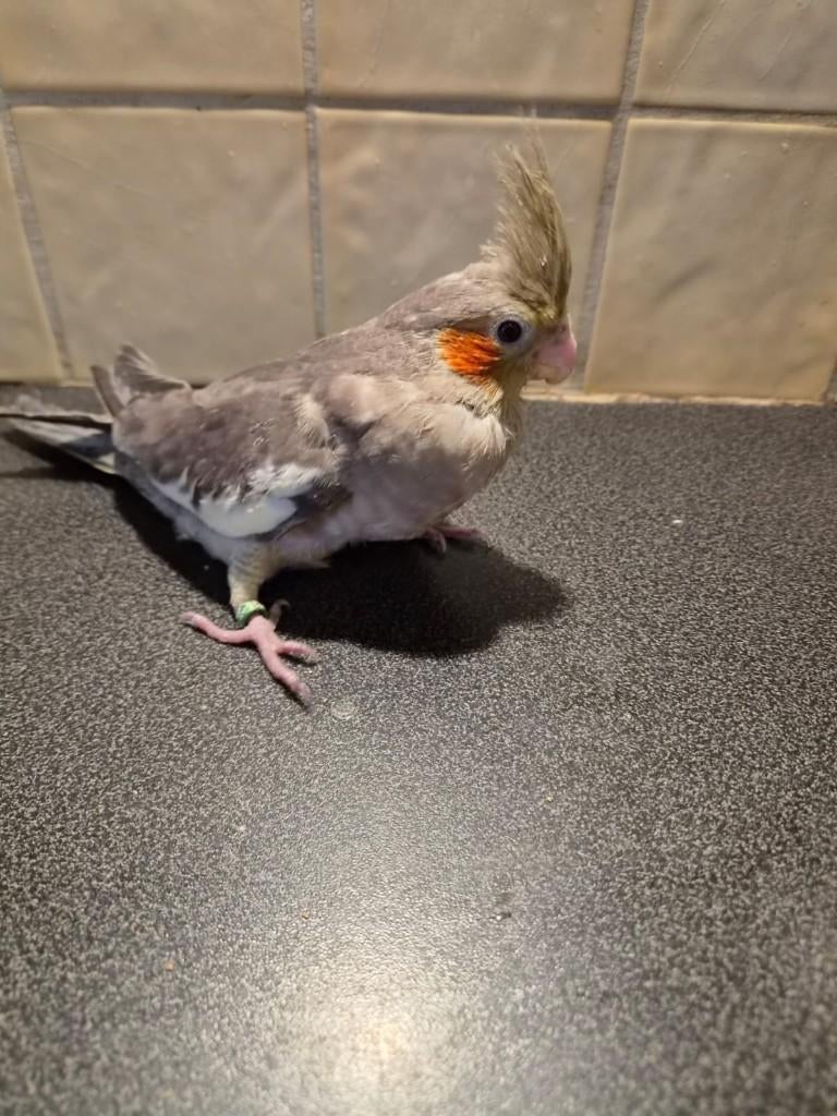 Jonge handtamme EAM valkparkiet, DNA gesekst, Dieren en Toebehoren, Vogels | Parkieten en Papegaaien, Mannelijk, Parkiet, Geringd