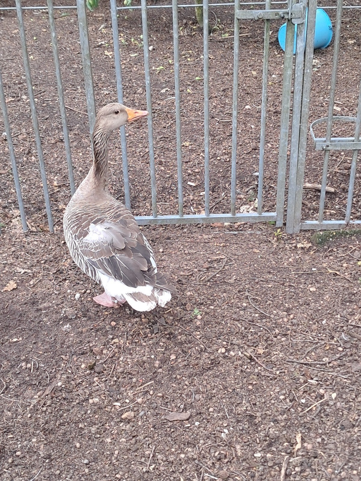 Grauwe gans, Dieren en Toebehoren
