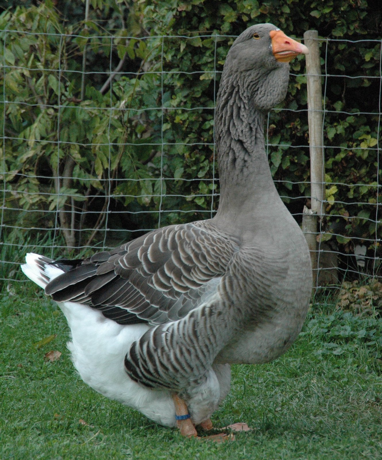 Toulouse gans jongen van dit jaar, Dieren en Toebehoren, Pluimvee, Meerdere dieren, Gans of Zwaan