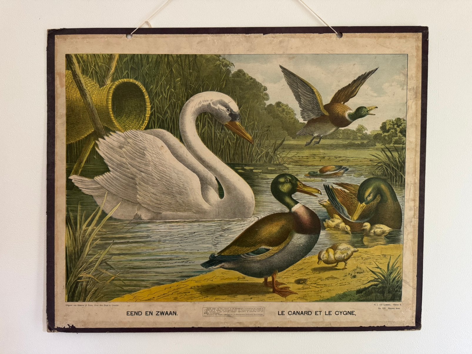 Schoolplaat Eend en Zwaan, Antiek en Kunst, Ophalen