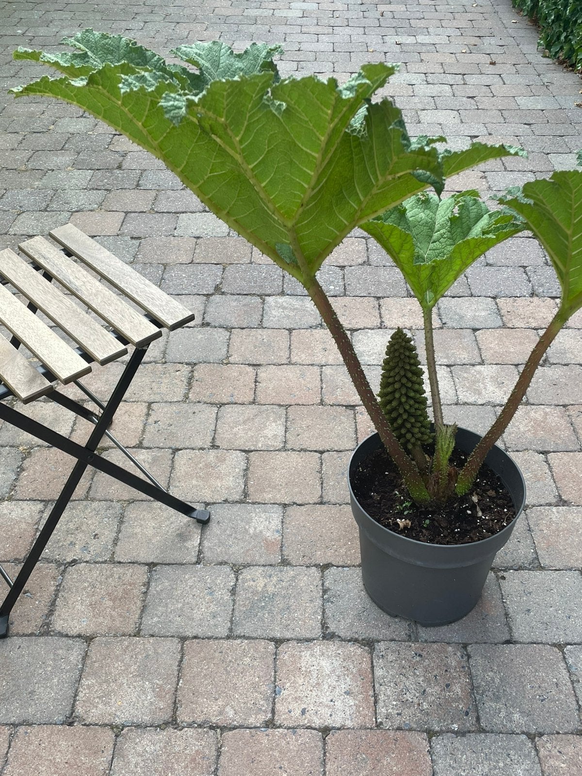 Gunnera mammoetblad, Tuin en Terras, Ophalen