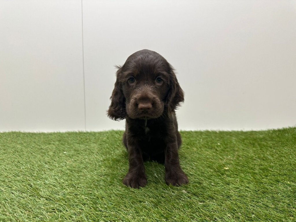 Portée de chiots Cocker Spaniel anglais, Animaux & Accessoires, Plusieurs, Hépatite contagieuse (maladie de Rubarth), Belgique