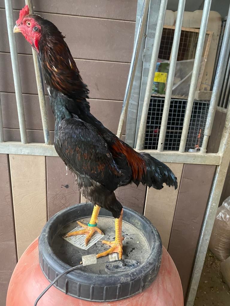 Jonge shamo haan, Dieren en Toebehoren