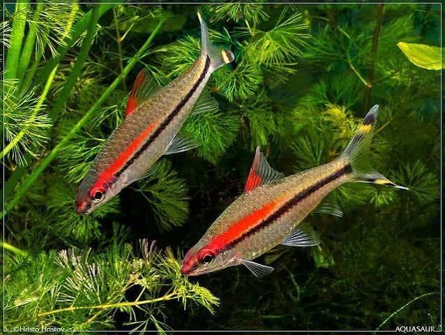 Aquariumvissen 5 euro per vis, Poisson, Poisson d'eau douce