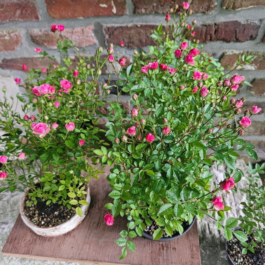 Roosjes accentplant Bonsai, Tuin en Terras, Planten | Bomen, Ophalen, Herfst