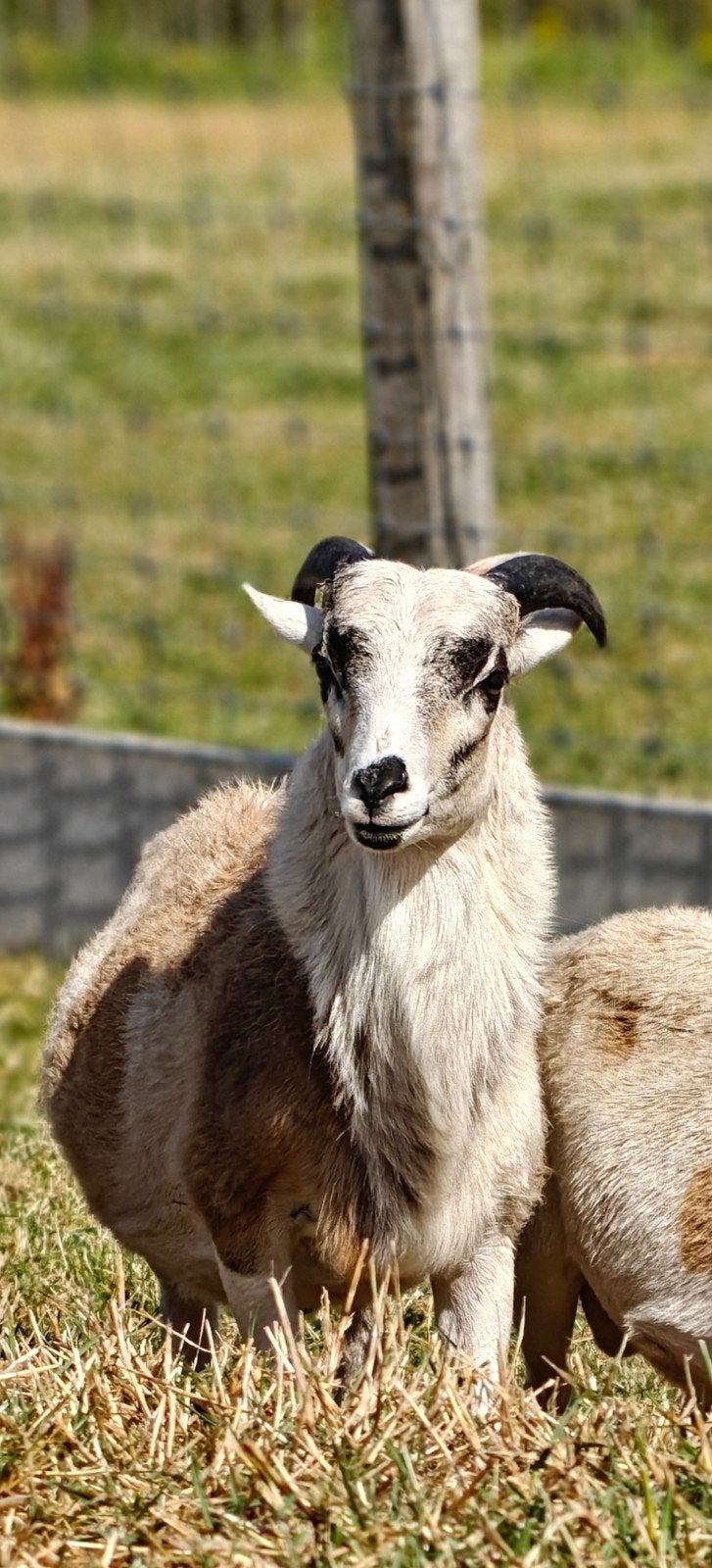 Kameroen bokjes, Mâle, Mouton, 0 à 2 ans