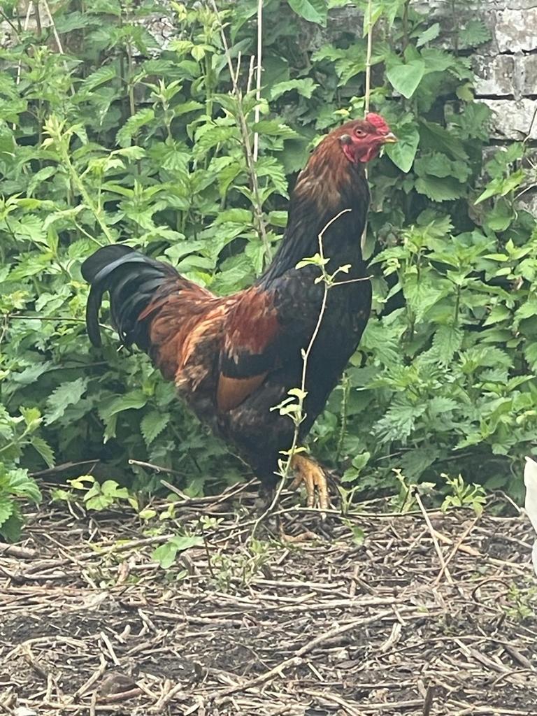 Brahma Haan kruis, Dieren en Toebehoren, Pluimvee, Kip, Mannelijk