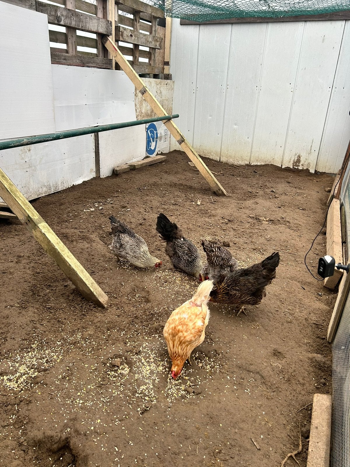 5 legkippen/ poule pondeuses, Dieren en Toebehoren