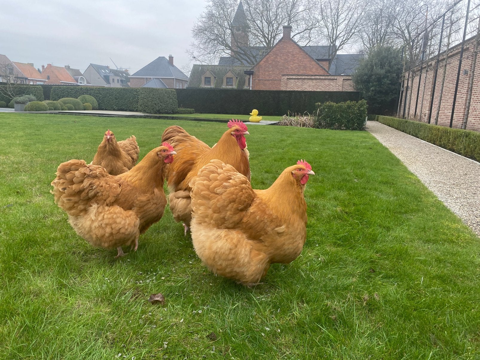 GEZOCHT broedeiren orpington buff, Dieren en Toebehoren, Pluimvee, Meerdere dieren, Kip