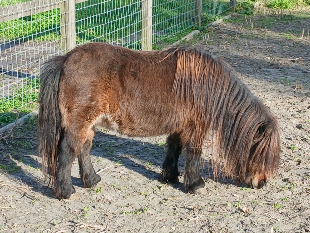 Shetland pony (merrie), Dieren en Toebehoren, Merrie, Met stamboom