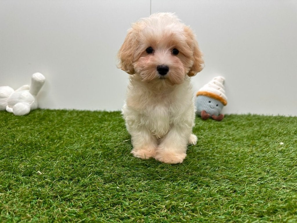 Chiots Maltipoo, Maladie de Carré (chiens), Plusieurs, Belgique, Plusieurs animaux