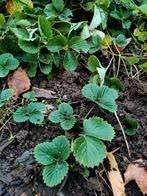 aardbeiplanten, Tuin en Terras, Planten | Tuinplanten, Ophalen, Volle zon, Vaste plant, Zomer