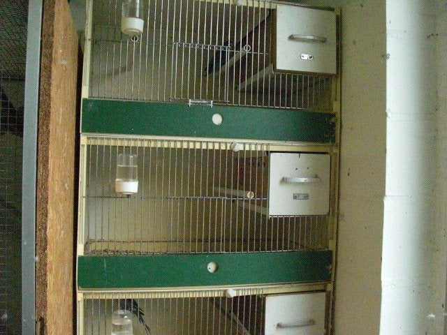 kweekkooien heesakker, Animaux & Accessoires, Oiseaux | Cages & Volières, Enlèvement, Utilisé, Synthétique, Cage d'élevage
