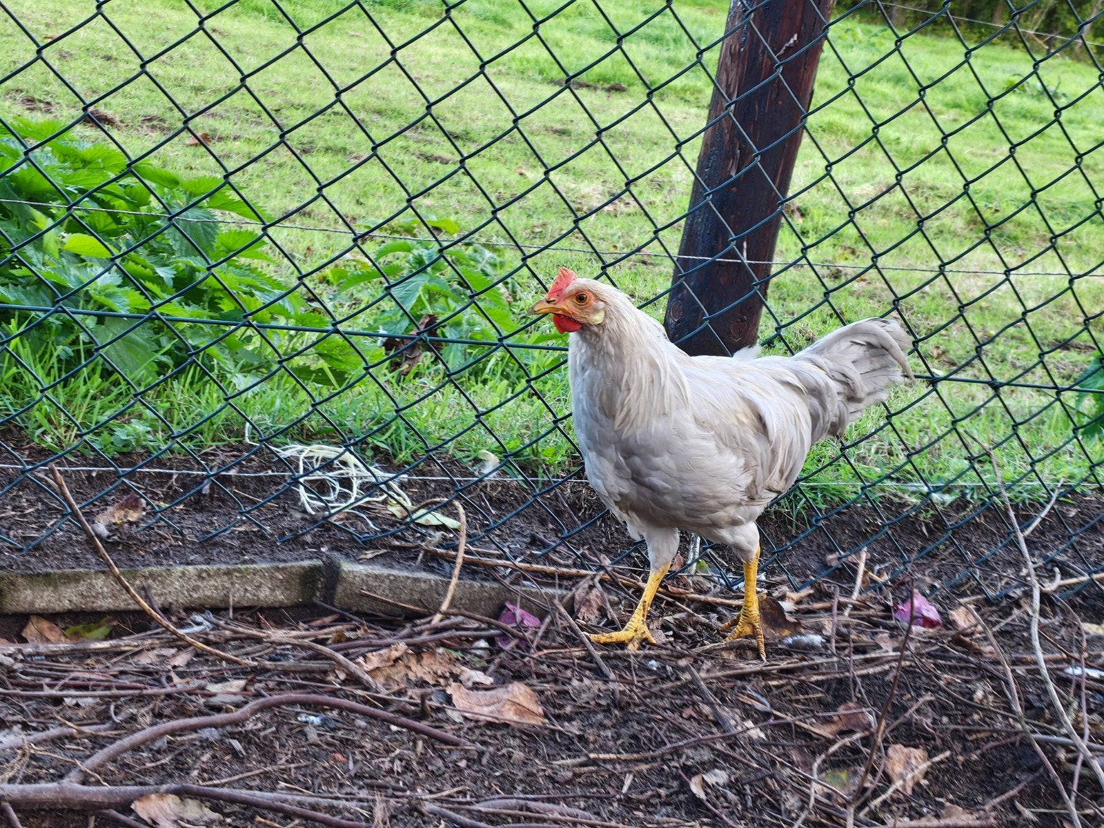 jonge leghorn isabelpatrijs te ruilen, Dieren en Toebehoren