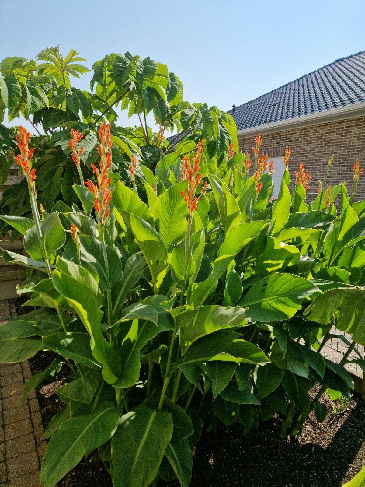 Canna Teurckheimii & Canna musafolia rubrum, Tuin en Terras, Volle zon, Vaste plant, Zomer, Ophalen