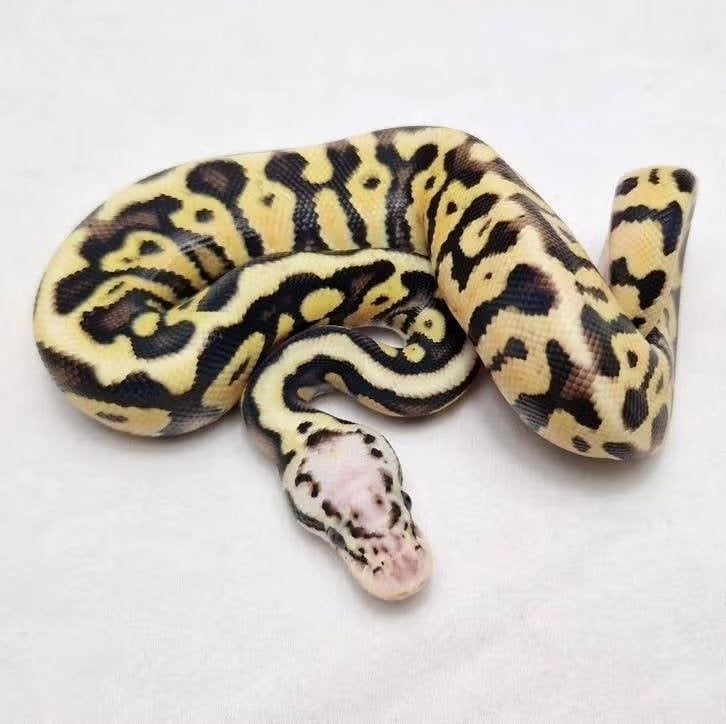 Enchi Pastel Spotnose koningspython man Ball Python - male for sale from jurgen