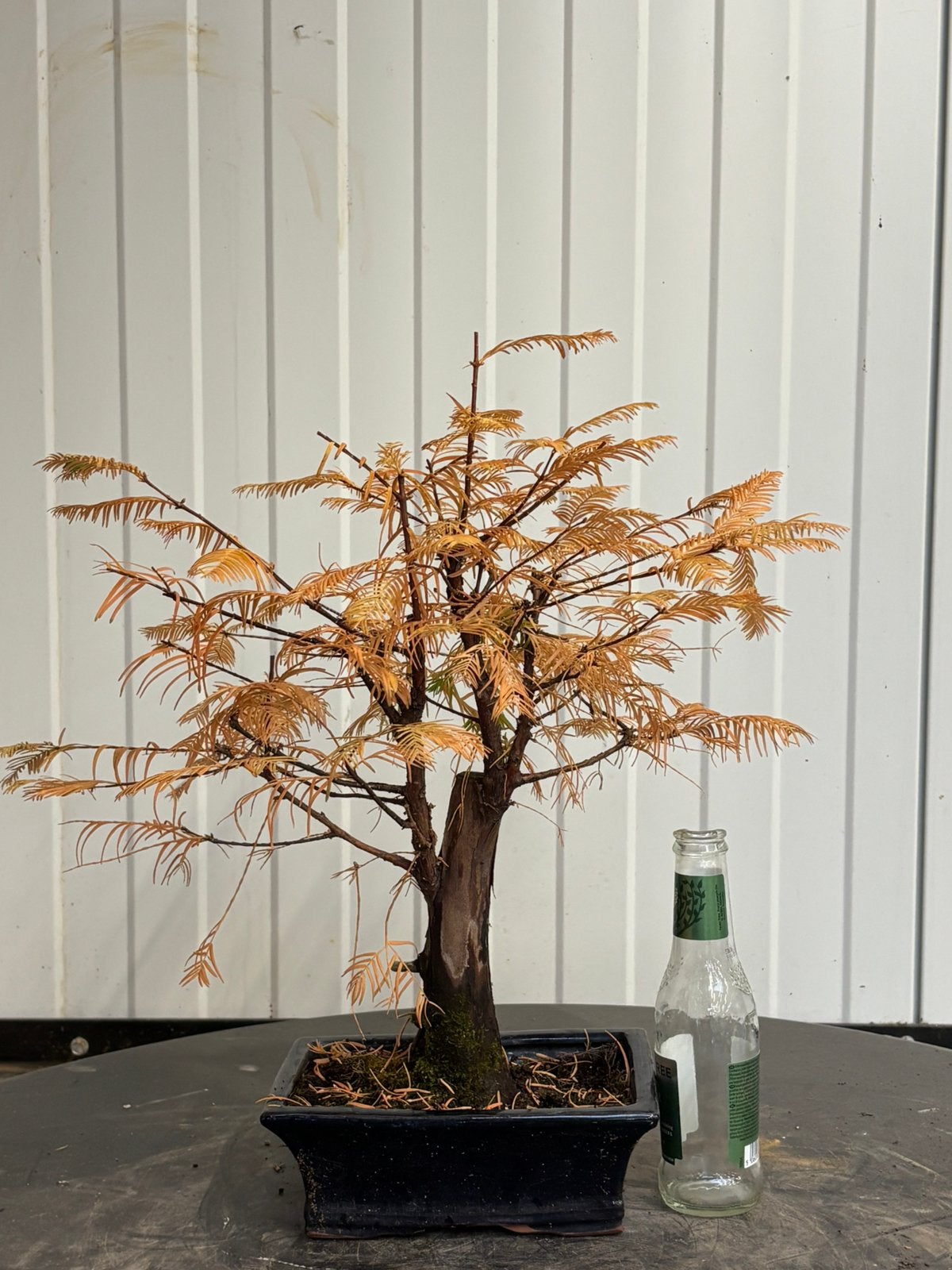 Bonsai Metasequoia Shohin, Jardin & Terrasse, Enlèvement
