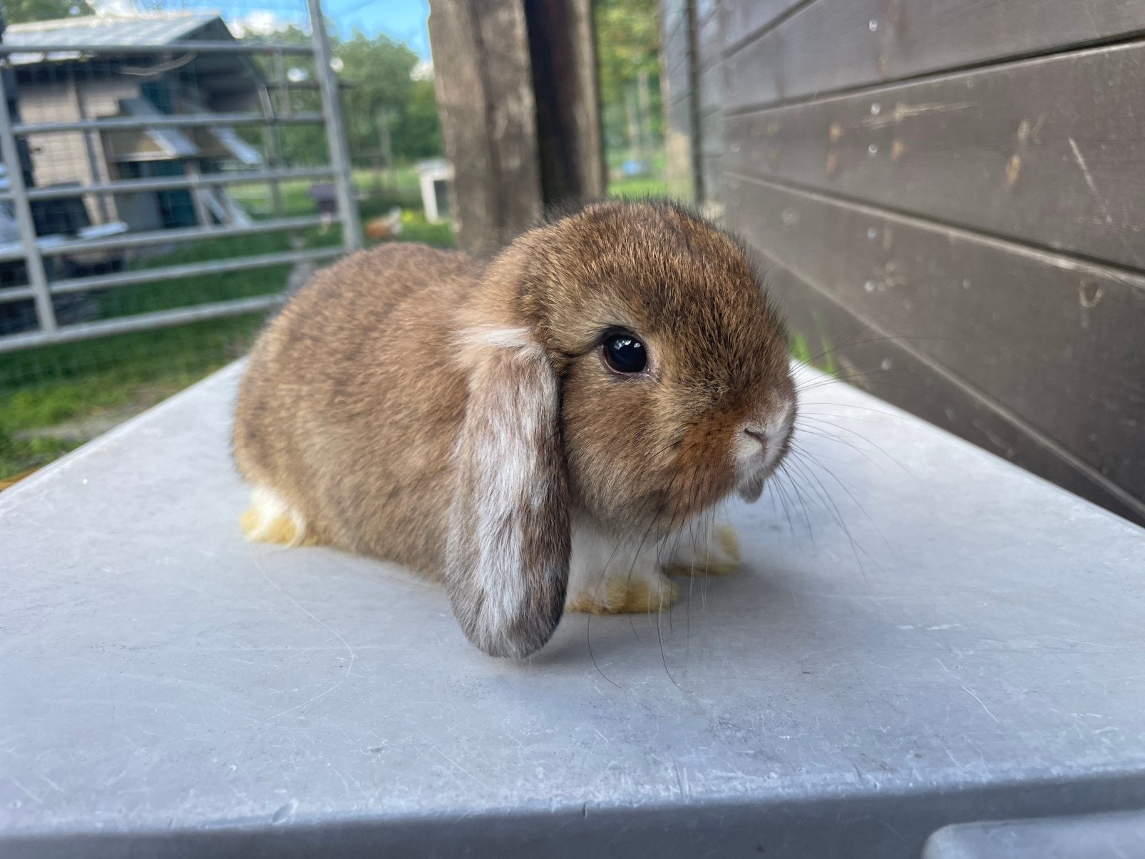 Minilop konijntje, Dieren en Toebehoren, Konijnen