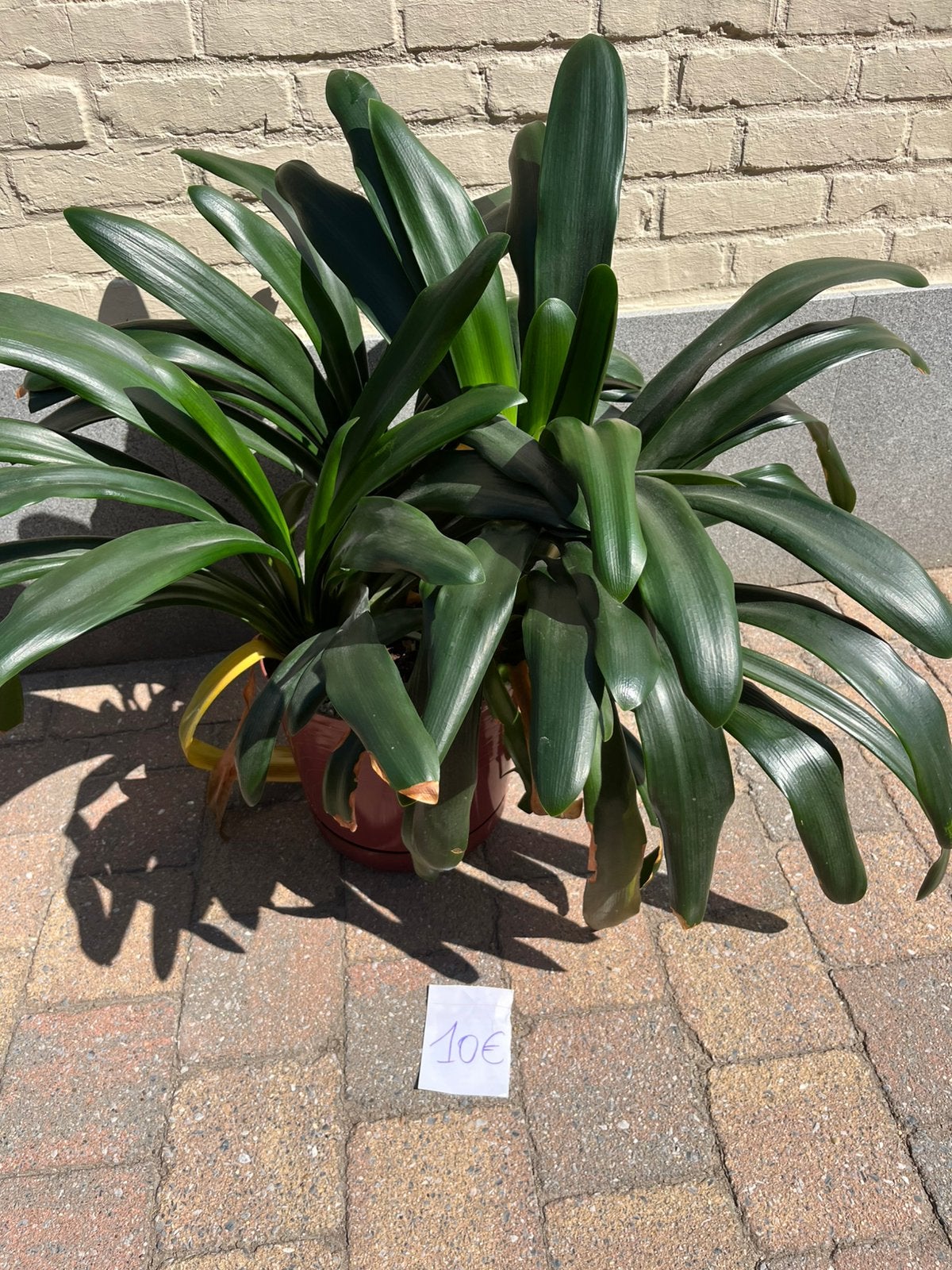 Planten en Plantenrekje, Ophalen