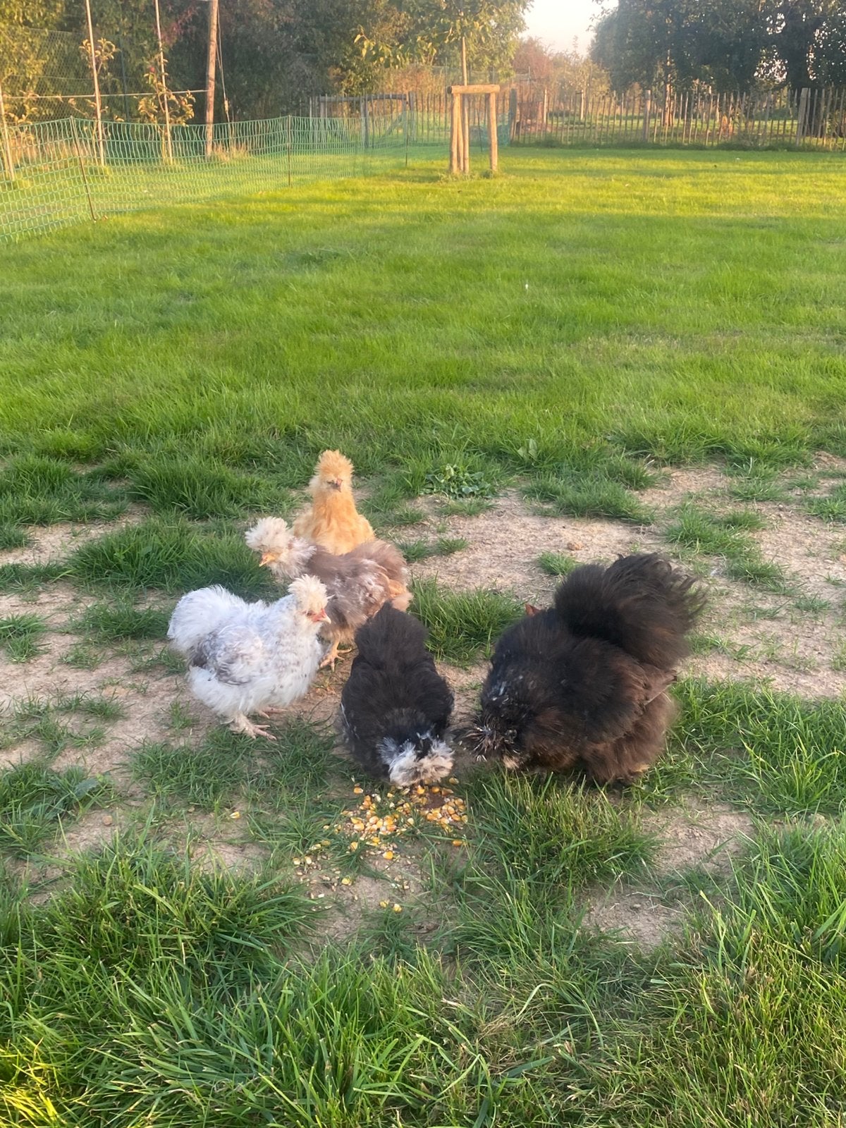Silkfowl avec 4 poussins, Animaux & Accessoires, Femelle, Poule ou poulet