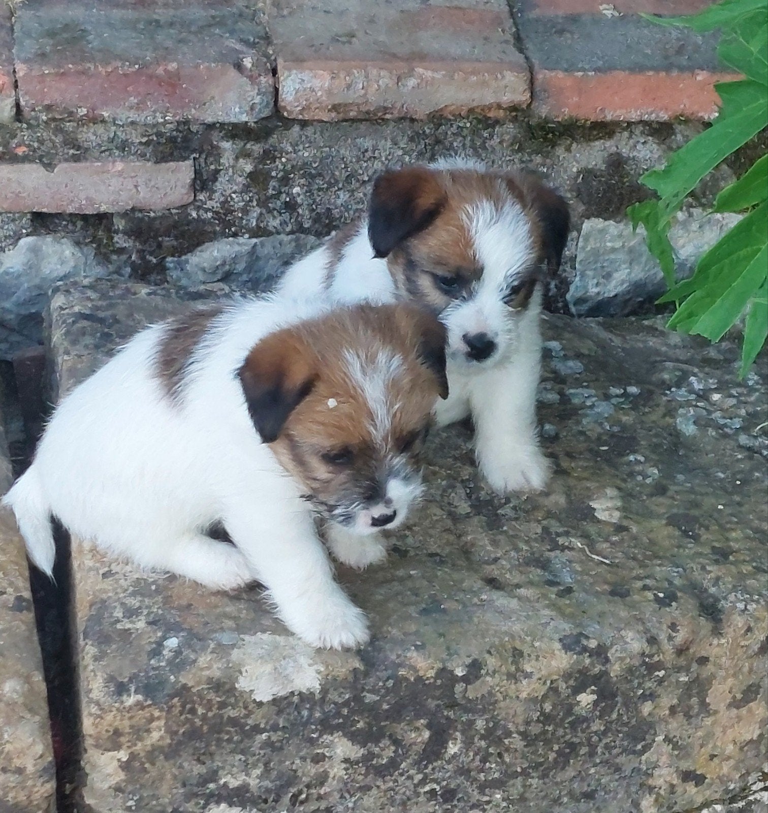 Chiots Jack Russel à poil dur et à poil court, Animaux & Accessoires, 8 à 15 semaines, Plusieurs, Éleveur | Loisir, Jack Russel Terrier