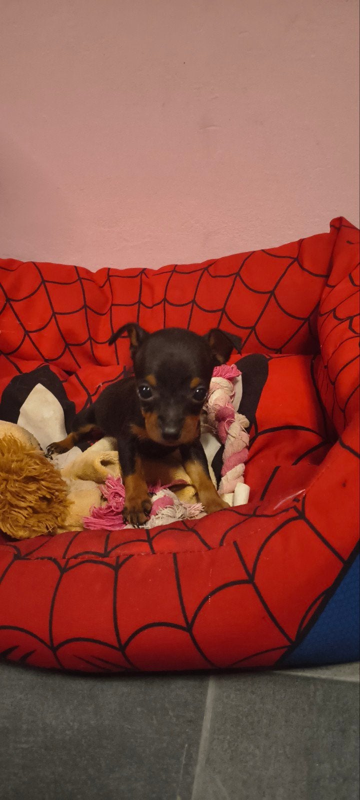 pinscher pups, Dieren en Toebehoren, België, Fokker | Hobbymatig, CDV (hondenziekte), 8 tot 15 weken