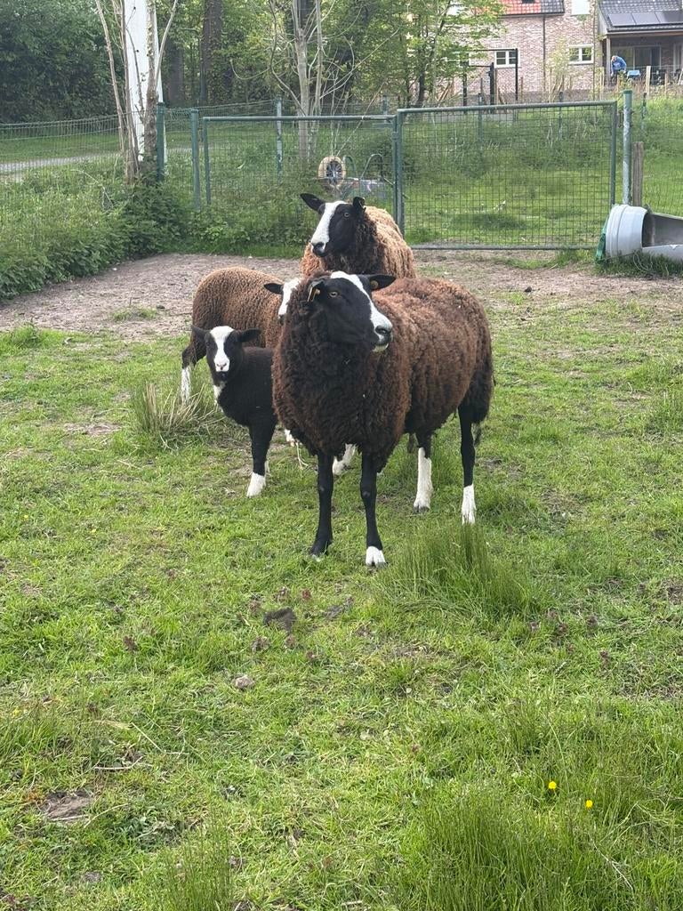 2 zwartbles met 2 ram lammen te koop, Mannelijk, Schaap, 0 tot 2 jaar
