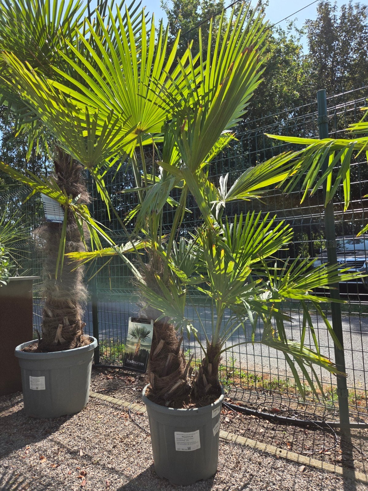Palmboom Trachycarpus Fortunei 2 stam, Enlèvement, Palmier