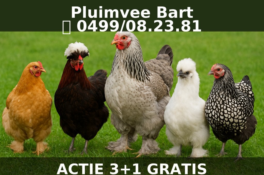 poulets d'ornement ,tradition et pondeurs couleurs 4+1gratui, Femelle, Poule ou poulet