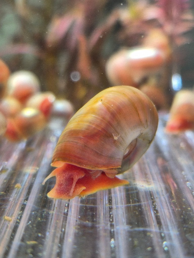 Posthoornslakken (Planorbarius corneus), 50 voor 17,50 euro, Slak of Weekdier, Zoetwatervis, Schoolvis