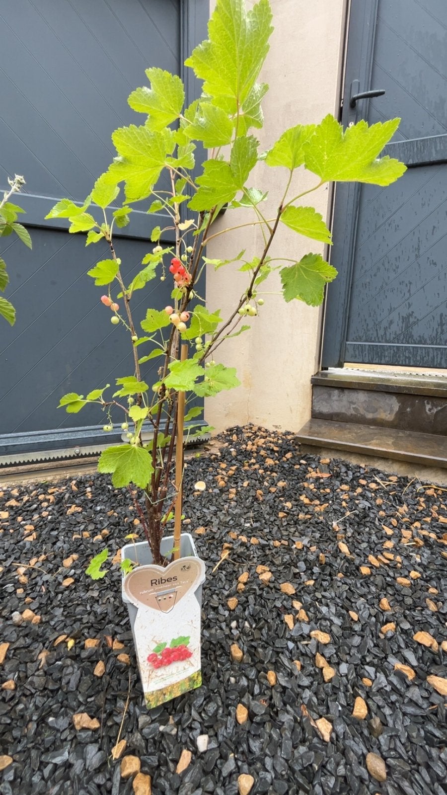 Ribes rubrum ‘Jonkheer Tets’Groseillier rouge productif, Jardin & Terrasse, Enlèvement ou Envoi