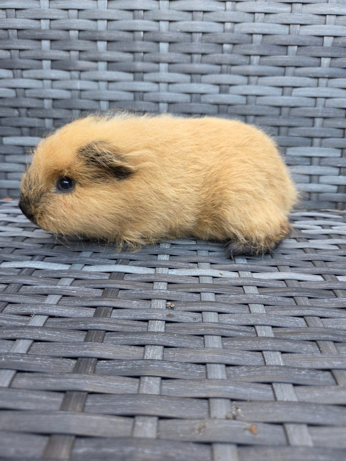 Nederland Jong cavia beertje, Mâle, Domestique, Mai, Cobaye