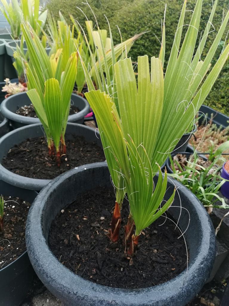 Palmboomplanten (40-60 cm) van eigen kweek in grote pot., Tuin en Terras, Planten | Tuinplanten, Ophalen