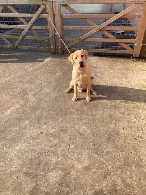 Goldador Reu 1 jaar oud zoekt nieuwe thuis, België, Reu, 1 tot 2 jaar, Labrador retriever