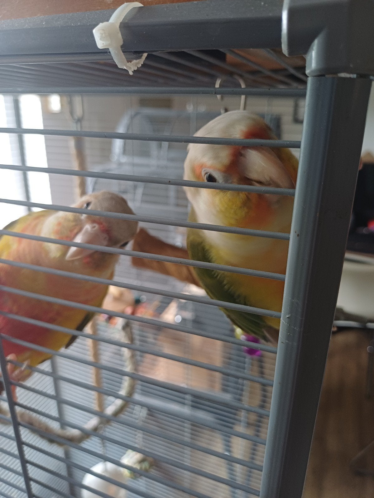 2 pyrrhura, Meerdere dieren