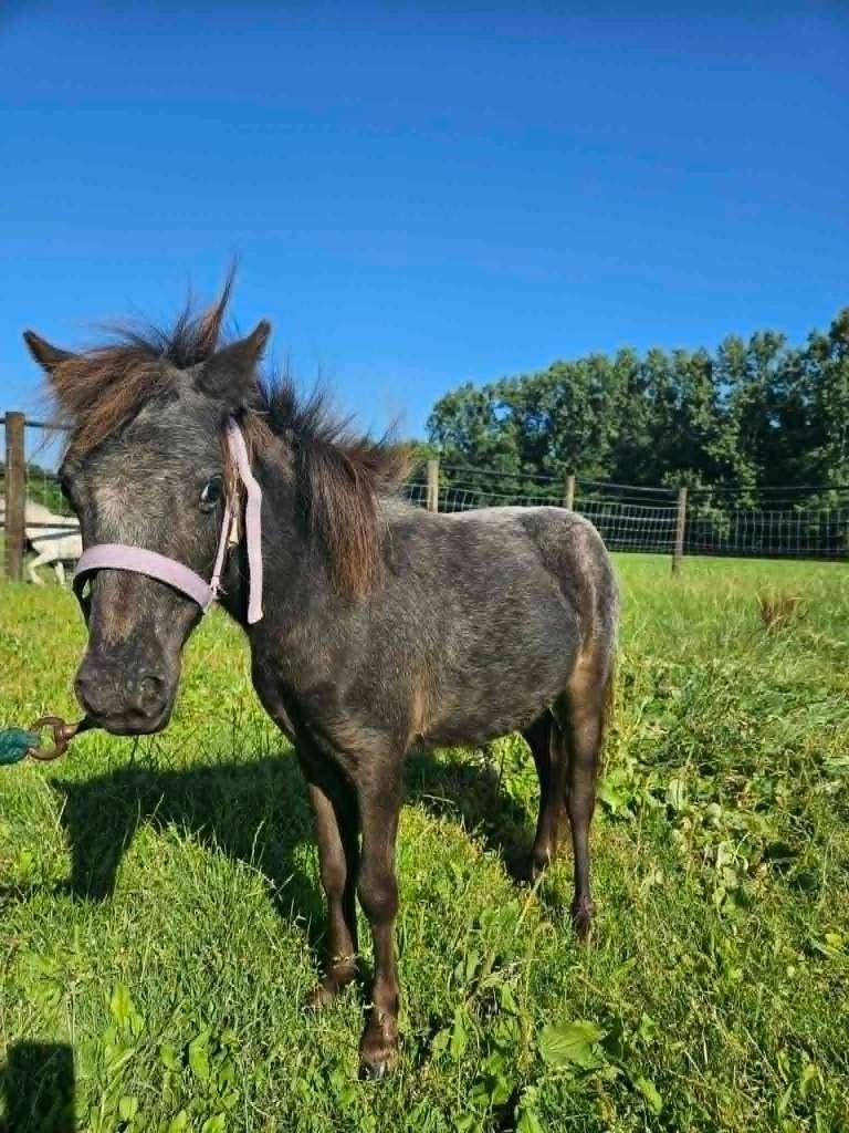 Kleine shetlandermerrie, Animaux & Accessoires, Poneys, Jument, 0 à 2 ans, Avec pedigree, Avec puce électronique, Vermifugé
