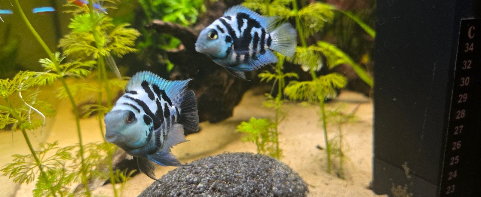 Polar blue parrot (baby's), Ophalen