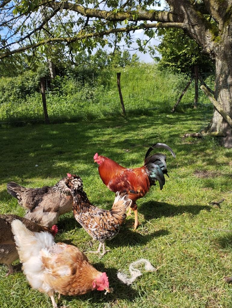 Mooie haan, Dieren en Toebehoren