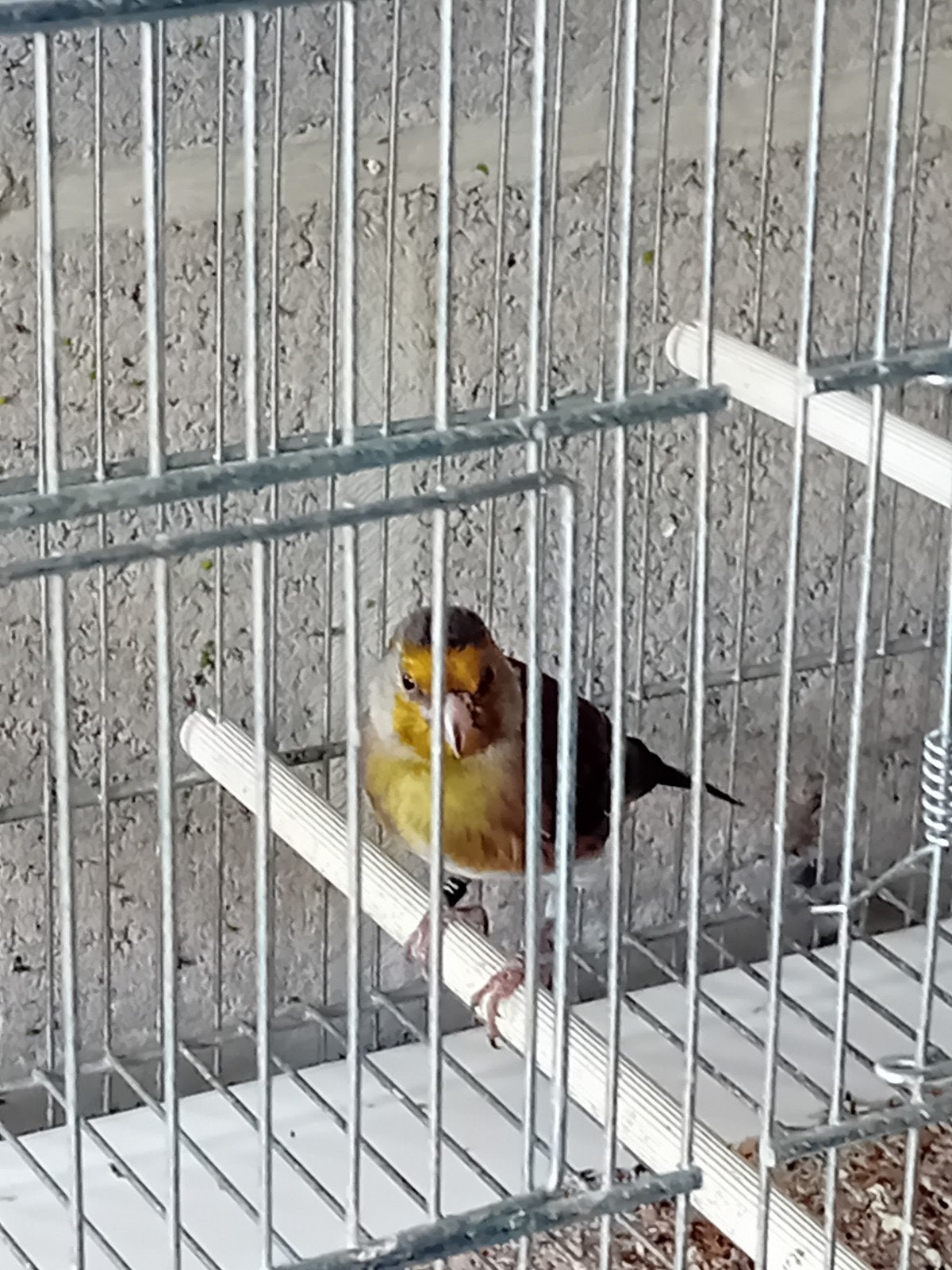 metis chardonneret male 2026, Animaux & Accessoires, Mâle