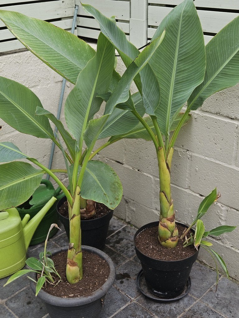 Gouden Lotusbanaan (Musella Lasiocarpa), Enlèvement, Plante fixe, Autres espèces, Plein soleil