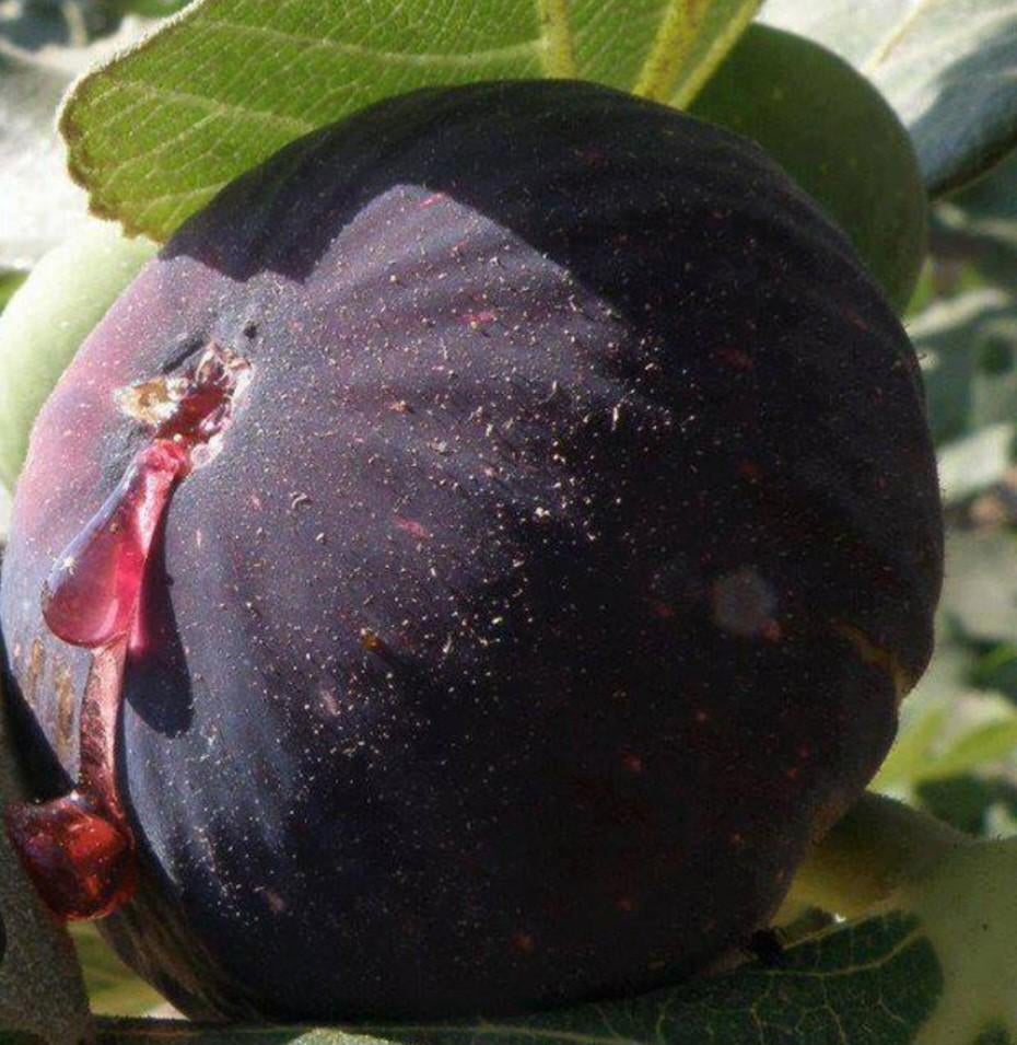 Bio vijgenbomen per stuk voor 25 euro. Winterhard, Ophalen