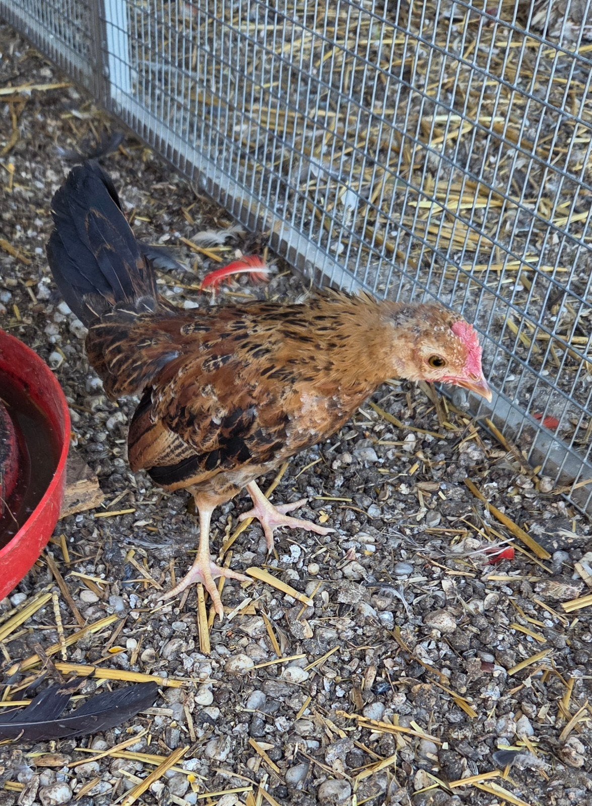 coq pictave, Mâle, Autres espèces