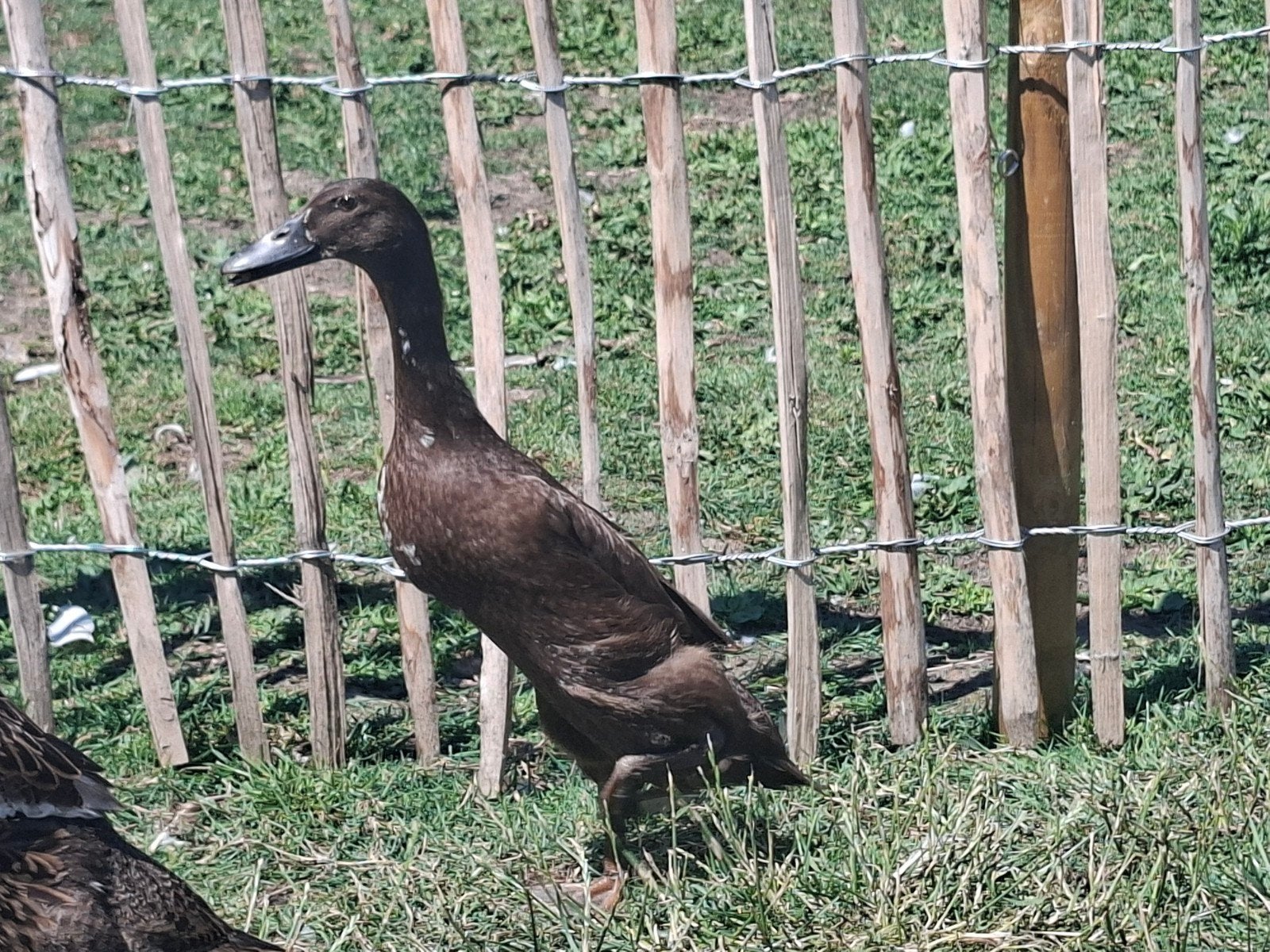 Indische Loopeend (mannetje), Dieren en Toebehoren, Pluimvee