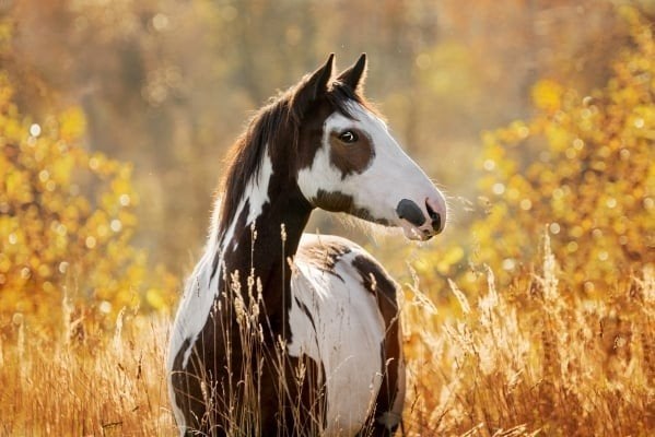Braaf western paardje gezocht, Dieren en Toebehoren, Merrie, Minder dan 160 cm, B, 7 tot 10 jaar