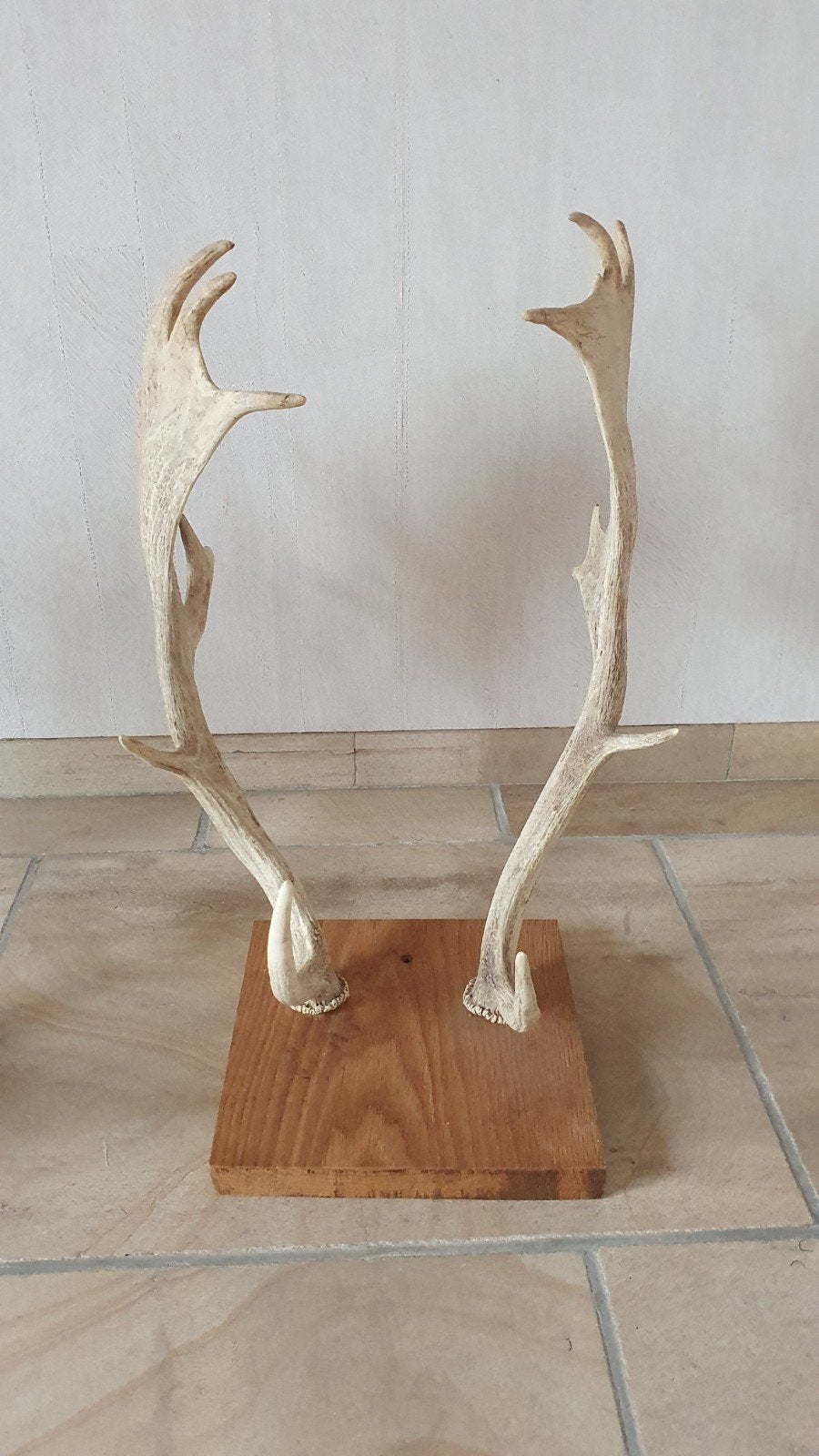 Zwaar Damhert Gewei (60 cm) – Natuurlijk Afgevallen (8j oud), Enlèvement, Neuf, Cerf, Bois ou Tête