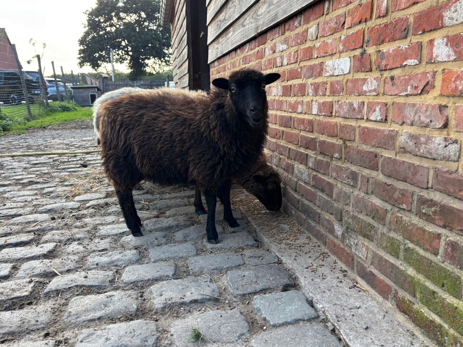 Ouessant schaapjes, Vrouwelijk, Schaap, 0 tot 2 jaar