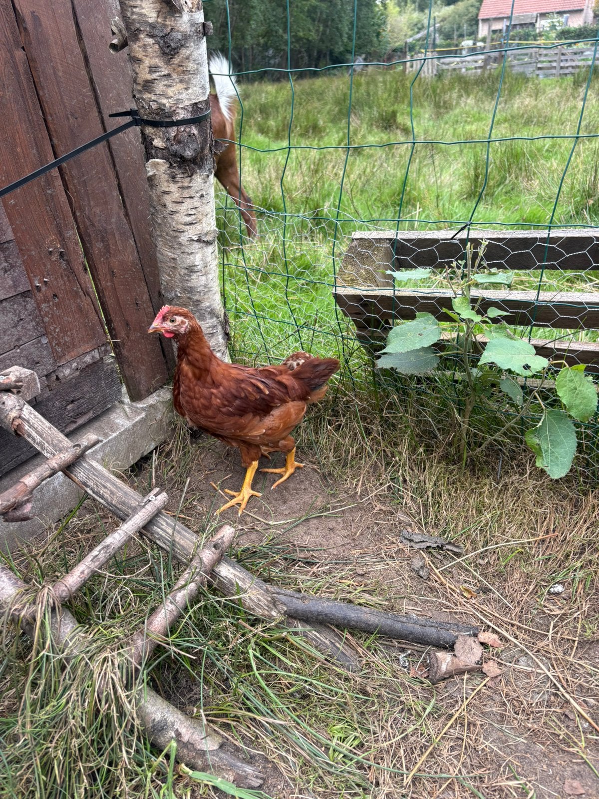 Jonge haan van ongeveer 1 maand oud te koop., Mannelijk, Kip