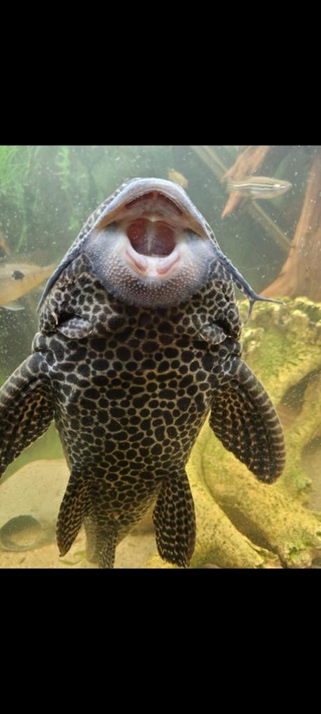 Pleco 40cm