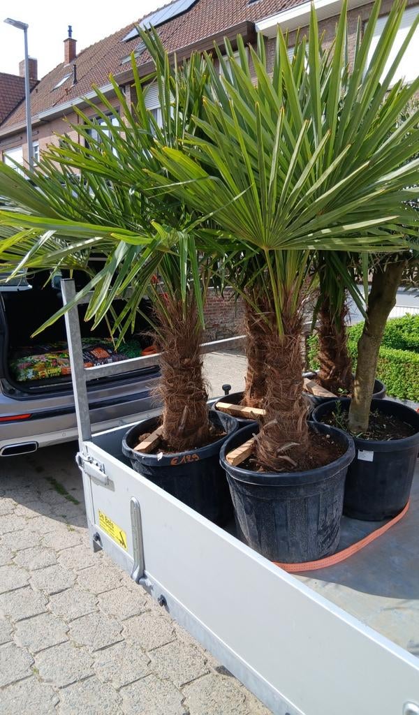 ‼️palmbomen trachycarpus fortunei aan promoprijzen‼️, Tuin en Terras, Ophalen